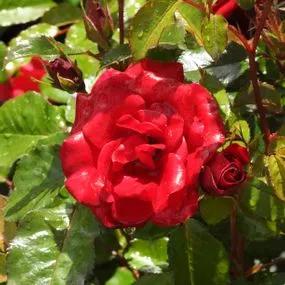 Ruby Anniversary Rose (Rosa Ruby Anniversary) 1